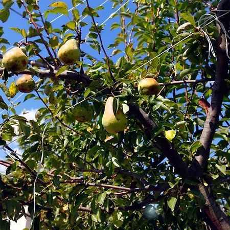 Azienda Agrituristica Pericle *