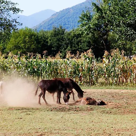 Azienda Agrituristica Pericle * מונטלה